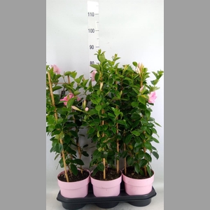 Mandevilla am. 'Sundav Db Blush Pk'