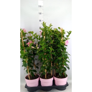 Mandevilla am. 'Sundav Db Blush Pk'