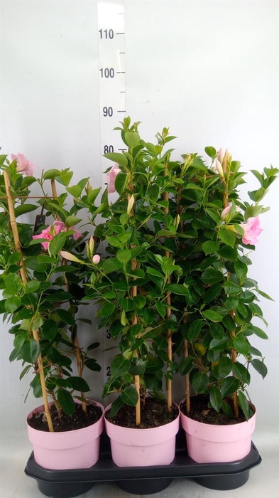<h4>Mandevilla am. 'Sundav Db Blush Pk'</h4>