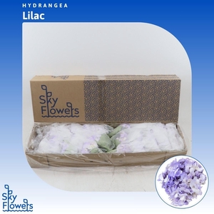 Hydrangea Lilac