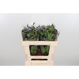 Clem Star River Lavendel