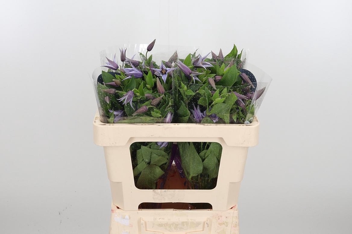 <h4>Clem Star River Lavendel</h4>