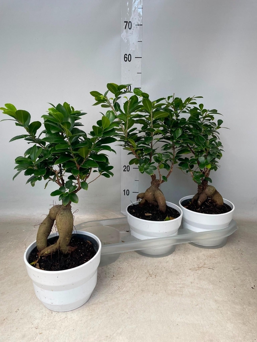 <h4>FIC MI GINSENG</h4>