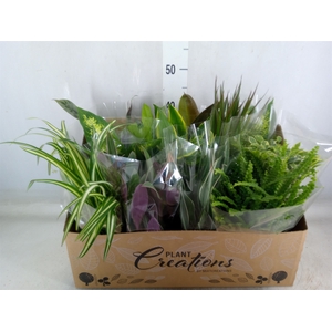 Planten Groen   ...mix 12