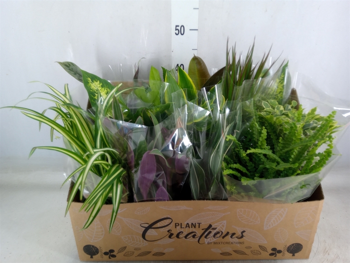 <h4>Planten Groen   ...mix 12</h4>
