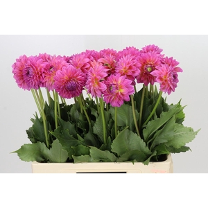 Dahlia Barbados