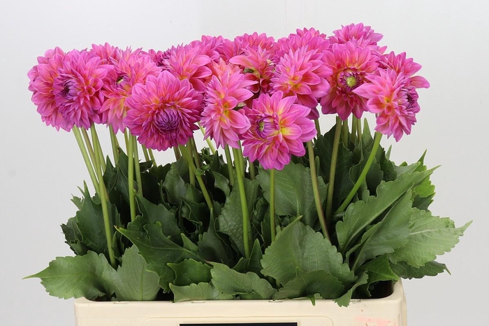 <h4>Dahlia Barbados</h4>