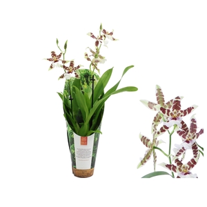 Inca Cambria Renaissance White 2 spike 9cm in luxury jungle cover