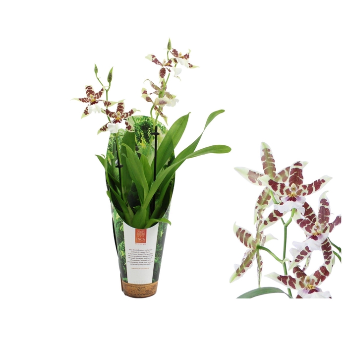 <h4>Inca Cambria Renaissance White 2 spike 9cm in luxury jungle cover</h4>