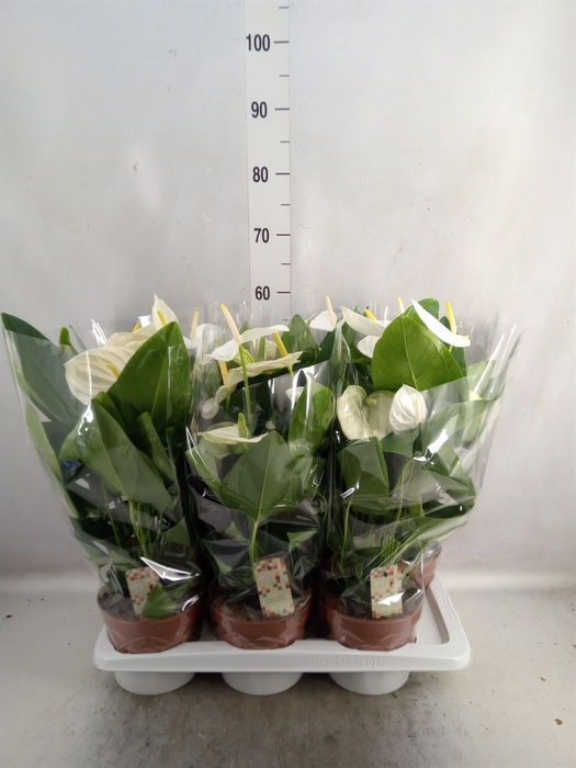 <h4>Anthurium andr. 'Alaska'</h4>