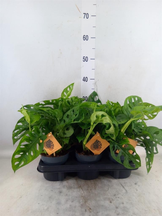 <h4>Monstera obliqua 'Monkey Mask'</h4>