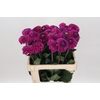 Dahlia Purple Fox