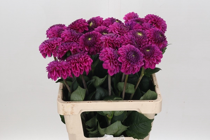 <h4>Dahlia Purple Fox</h4>