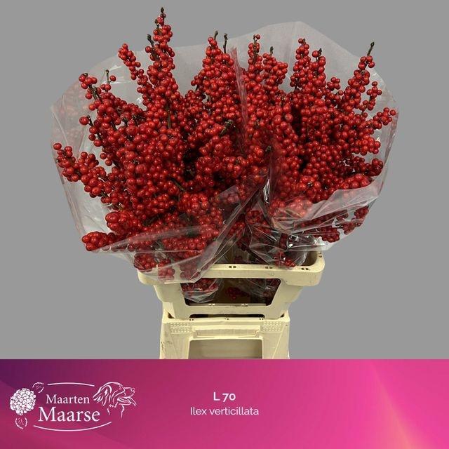 <h4>Ilex verticillata L 7</h4>