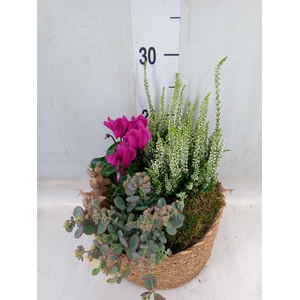 Arr.   Tuinplanten L%
