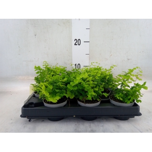Adiantum raddi. 'Fritz-Luthi'