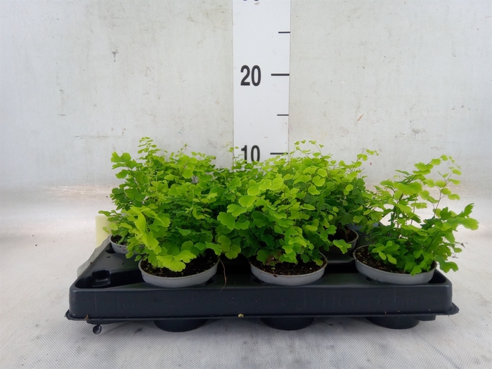 <h4>Adiantum raddi. 'Fritz-Luthi'</h4>