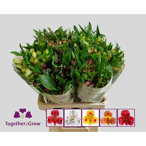 Alstroemeria Mix