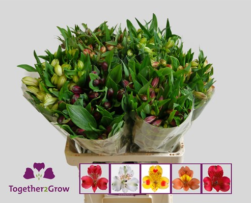 Alstroemeria Mix