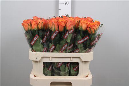 <h4>R Gr Tycoon</h4>