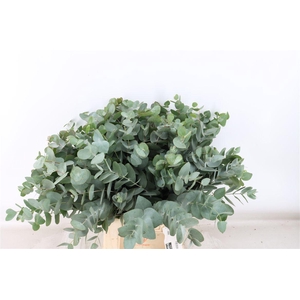 Euca Cinerea 55 Cm P Stem