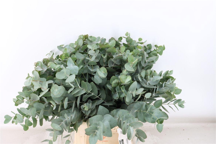 <h4>Euca Cinerea 55 Cm P Stem</h4>