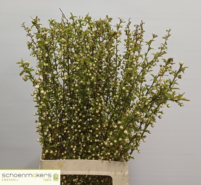 <h4>PRUNUS GLAND WIT ST</h4>