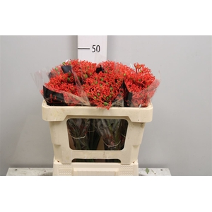 Jatropha P Firecrack