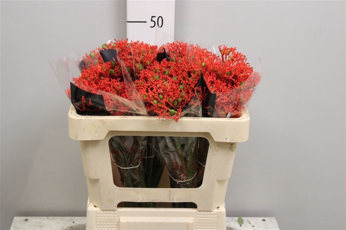 <h4>Jatropha P Firecrack</h4>