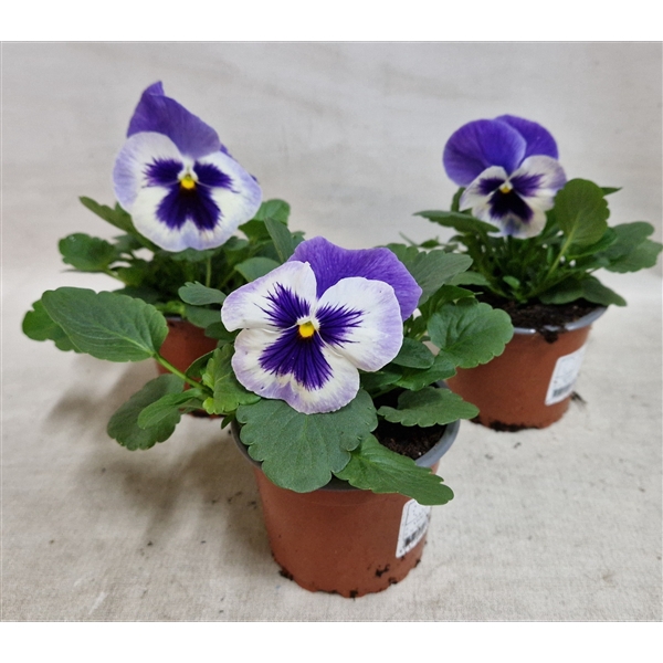 <h4>viola wittrockiana blauw /wit</h4>