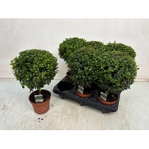 Myrsine Africana