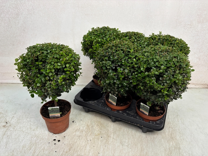 <h4>Myrsine Africana</h4>