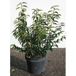 Prunus lusitanica