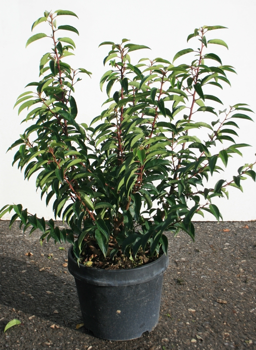 <h4>Prunus lusitanica</h4>