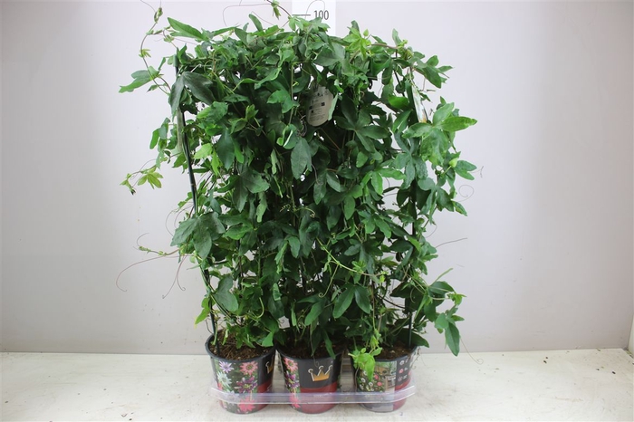 <h4>Passiflora Cearulea</h4>
