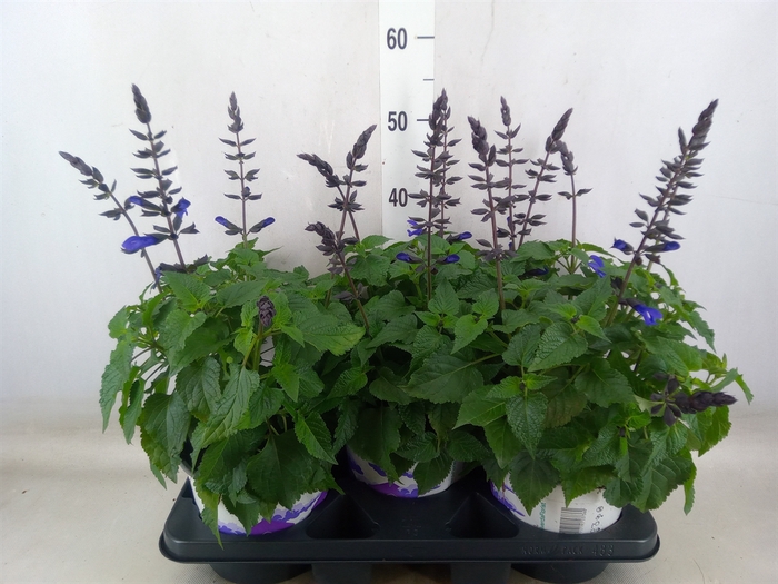 <h4>Salvia  'Salgoon Lake Onega Impr.'</h4>