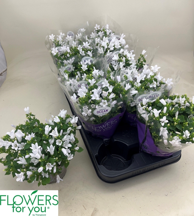 <h4>CAMP POR OCEAN</h4>