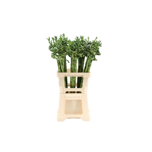 Lucky Bamboo Spiraal 70