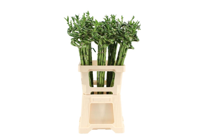 <h4>Lucky Bamboo Spiraal 70</h4>