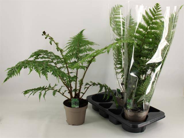 <h4>CYATHEA AUSTRALIS</h4>