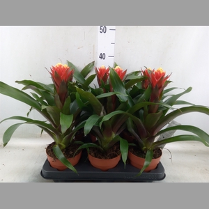 Guzmania  'Happyness'