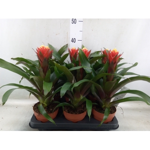 Guzmania  'Happyness'