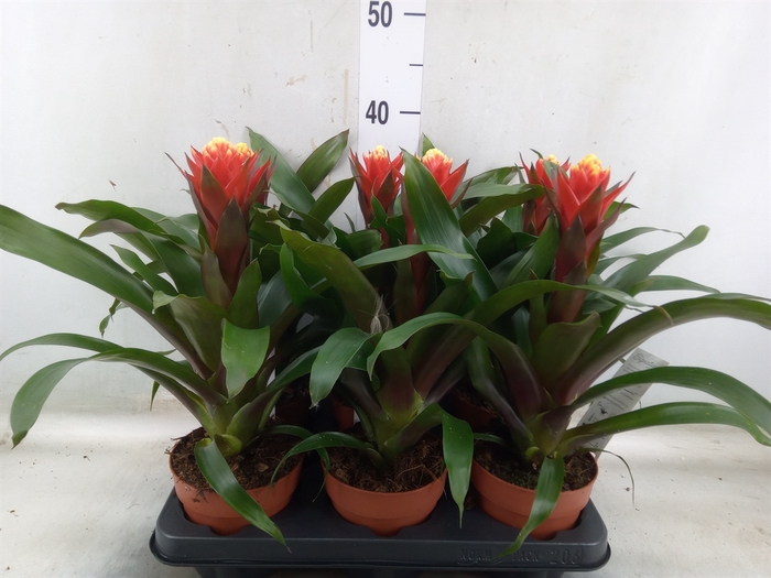 <h4>Guzmania  'Happyness'</h4>