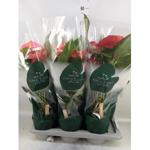 Anthurium   ...mix 4