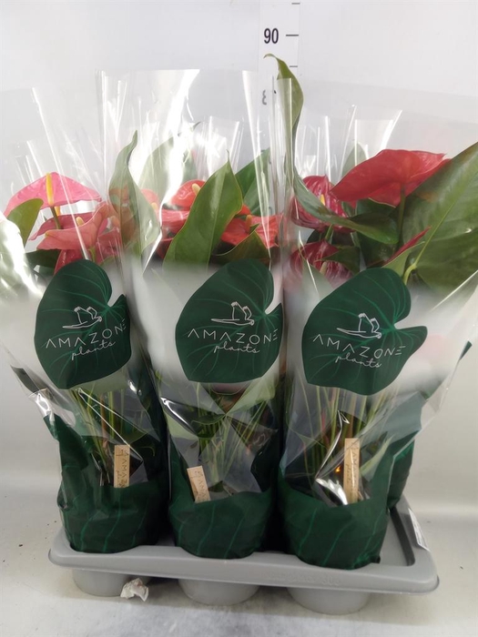 <h4>Anthurium   ...mix 4</h4>