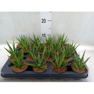 Sansevieria cyl.  ...