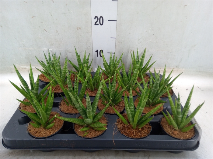 <h4>Sansevieria cyl.  ...</h4>