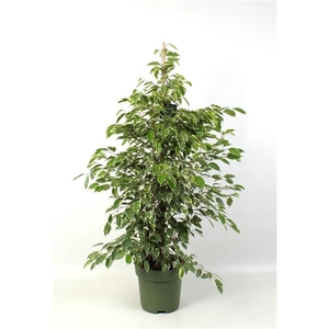 Ficus benjamina 'Golden King'
