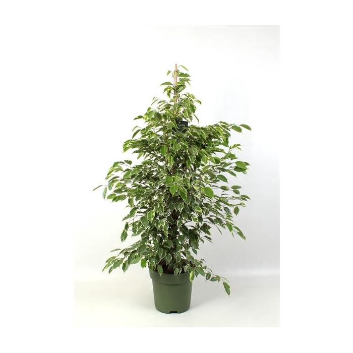 <h4>FICUS benjamina Golden King</h4>
