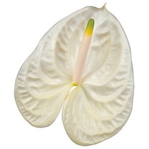 Anthurium Moments